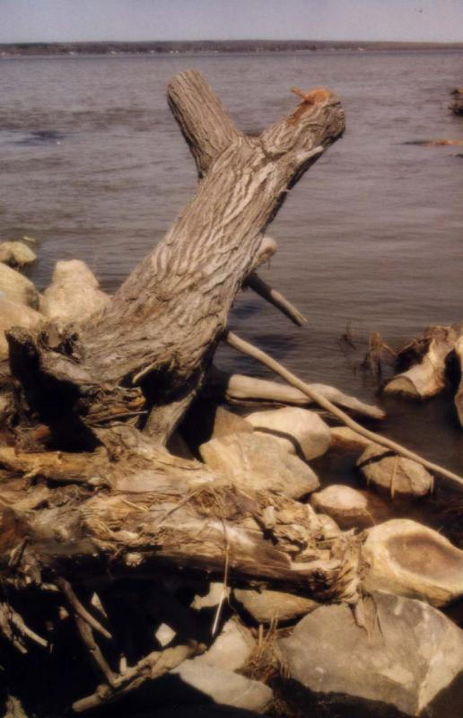 bois-lac
